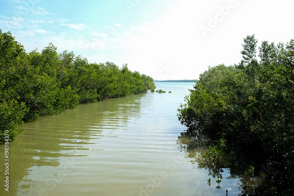 Obraz Scenics View of Florida Key and Mangroves on Water