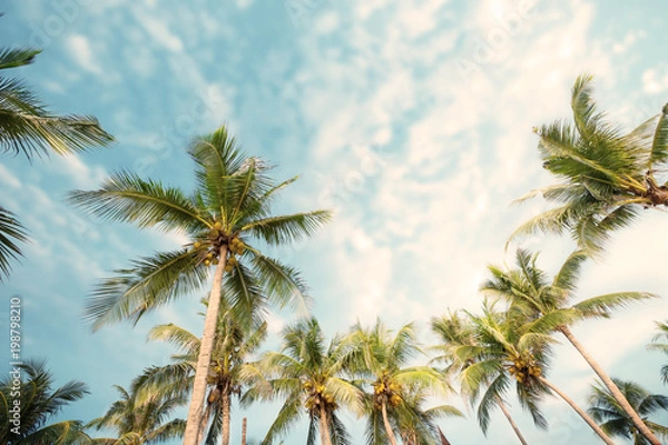 Fototapeta Palm tree on tropical beach with blue sky and sunlight in summer, uprisen angle. vintage instagram filter effect