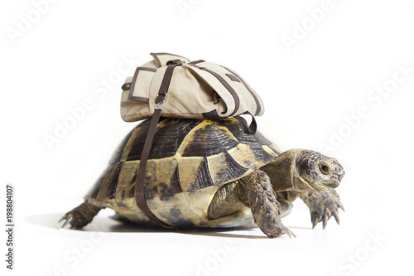 Fototapeta Turtle with backpack on a back. Isolated on white
