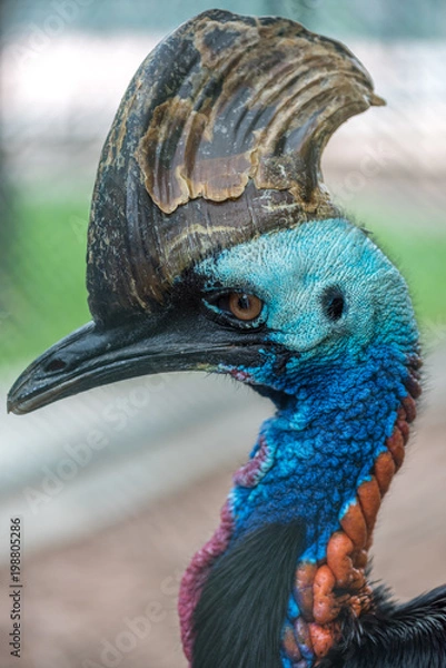Obraz Closed Up of face of Cassowary Bird