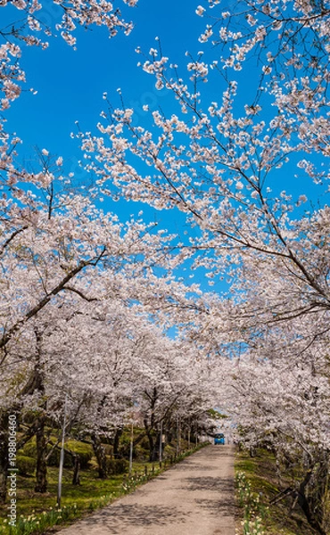 Obraz 桜咲く春の空