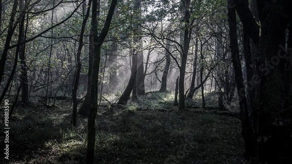 Fototapeta Morning in the forrest with some nice light effects