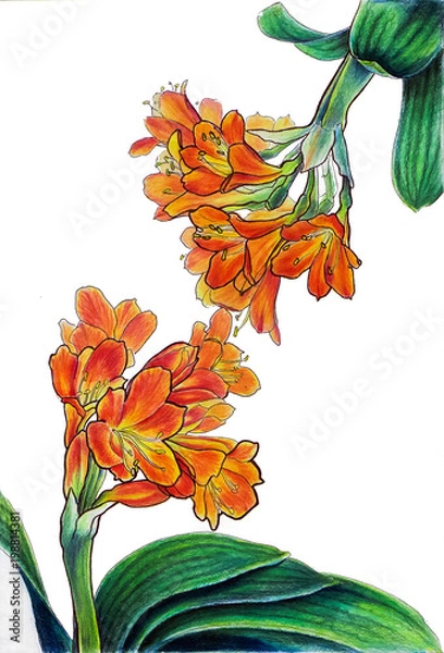 Obraz Clivia mirrored 3 markers drawings