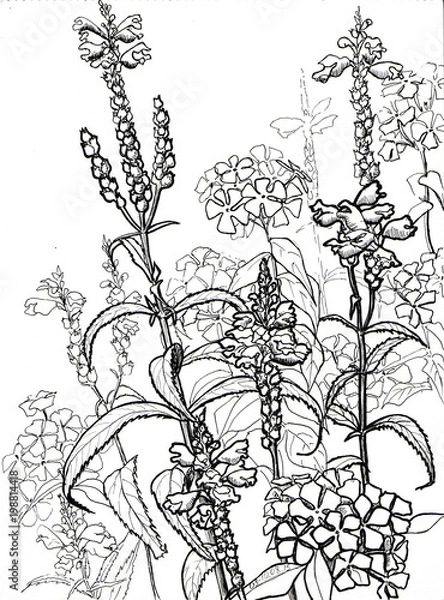 Obraz Flowers B&W pencil drawings