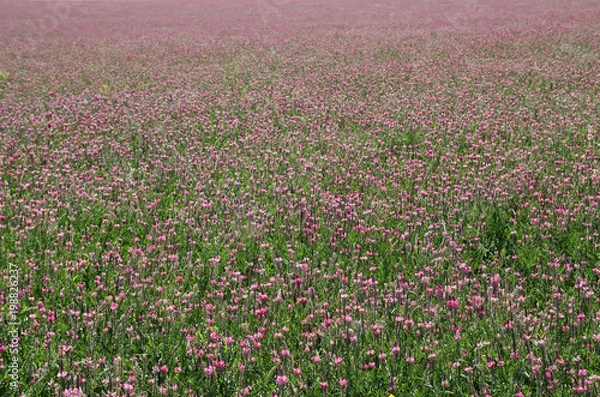 Obraz Pole kwitnienia koniczyny