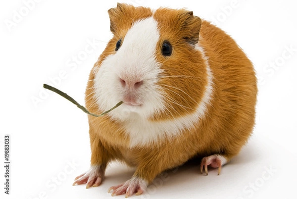 Obraz guinea pig