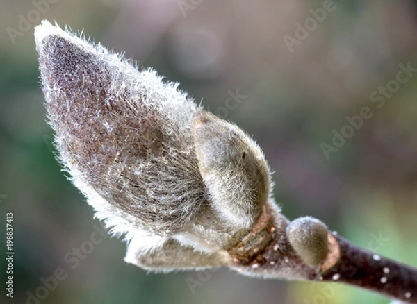 Obraz Weidenkätzchen