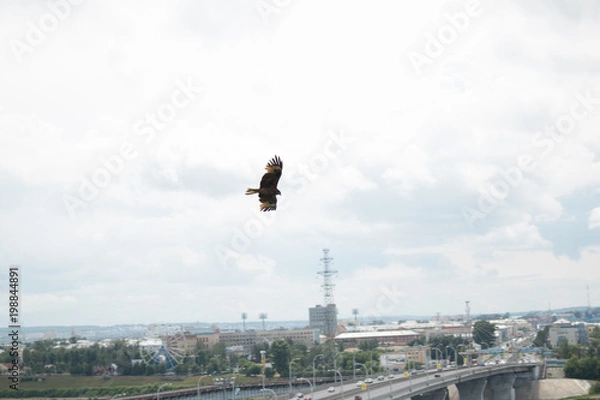 Obraz  kite above the city