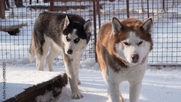 Obraz two serious husky