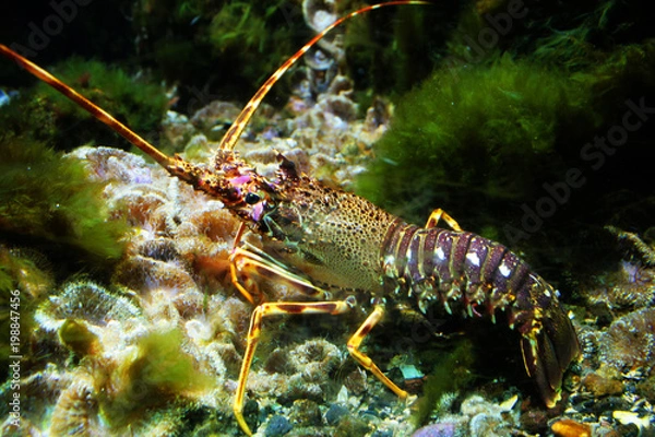 Fototapeta Langouste sous la mer