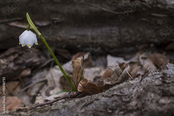 Obraz Leucojum Vernum