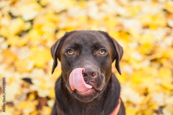 Obraz Labrador with tongue out