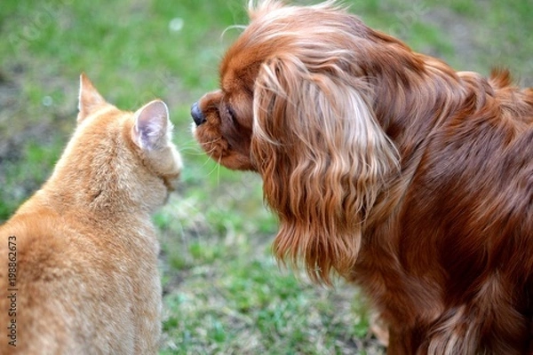 Obraz Cute dog with rusty kitten together friends