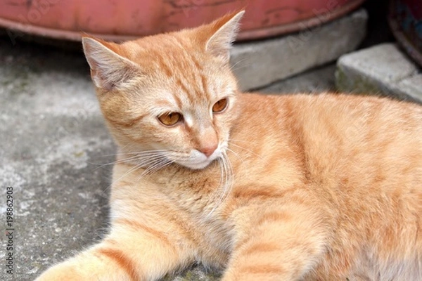 Fototapeta Cute rusty kitten watching something interesting