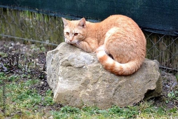 Fototapeta Rusty cat lying on big stone in the garden 