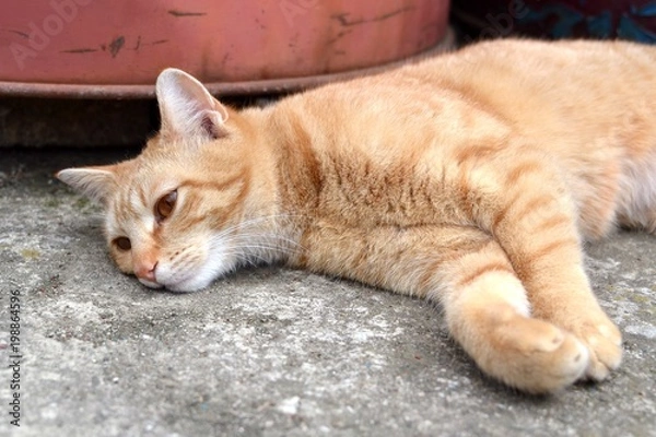 Fototapeta Lazy rusty cat lying and resting on pavement