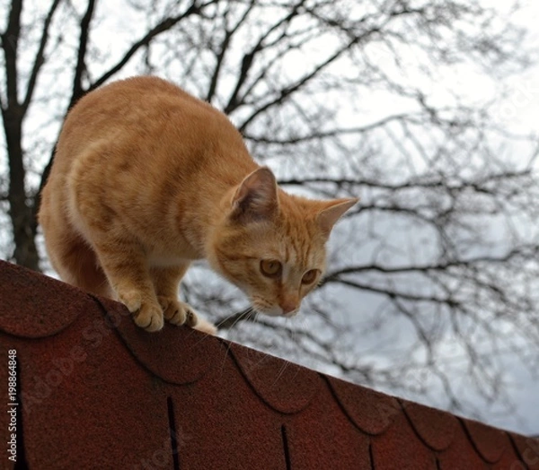 Fototapeta Cute rusty kitten just about to jump from the roof