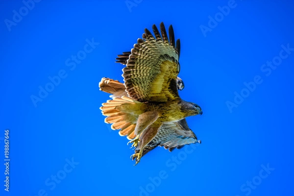 Fototapeta Redtail Hawks mating in flight