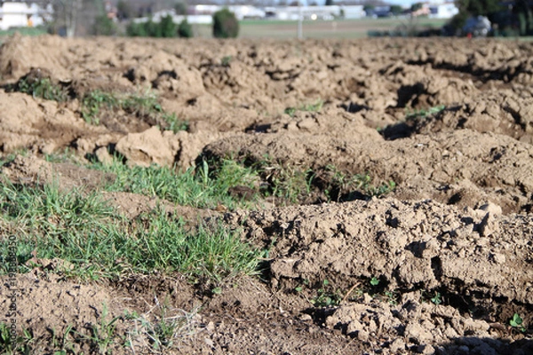 Fototapeta campo arato