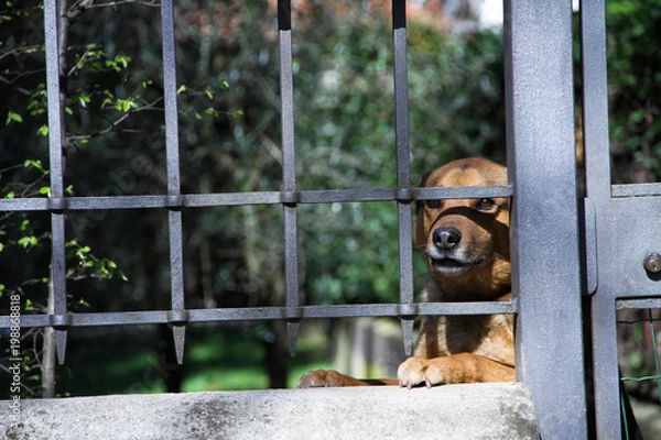 Fototapeta cane guardiano