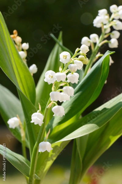 Obraz Brins de muguet