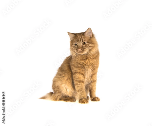 Obraz bobtail red cat ginger on isolated white background