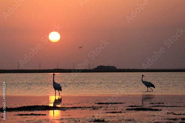 Obraz タンチョウ