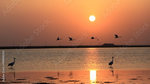 Obraz タンチョウ