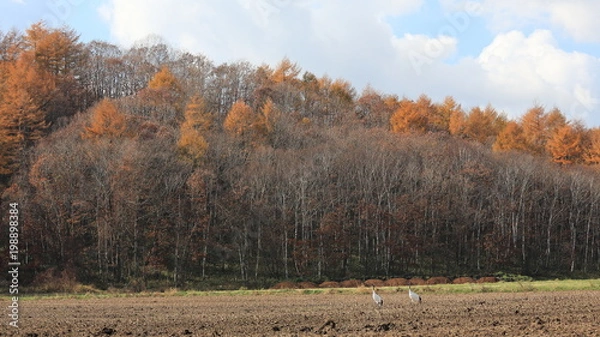Obraz タンチョウ