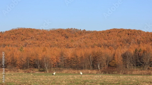 Obraz タンチョウ