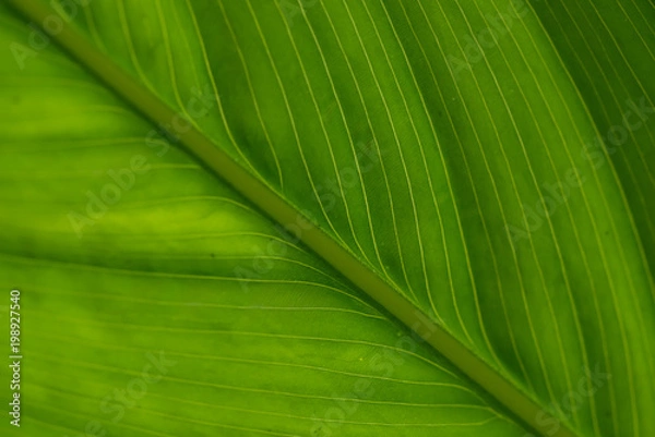 Fototapeta Green leaf background