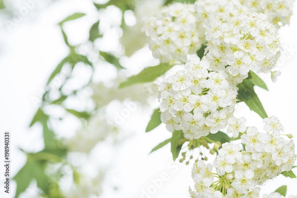 Fototapeta コデマリの花 アップ余白あり