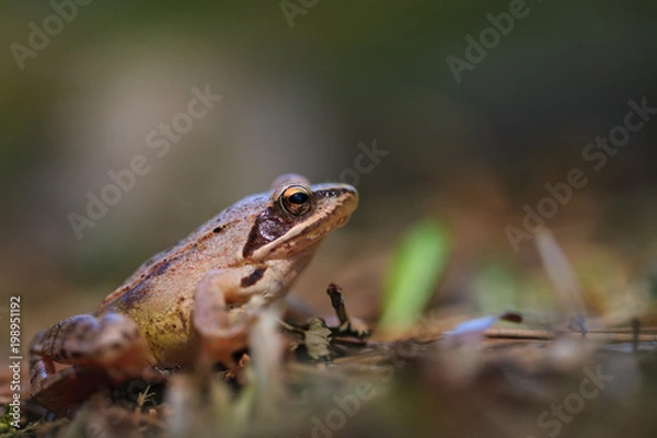 Fototapeta Agile frog on the march!