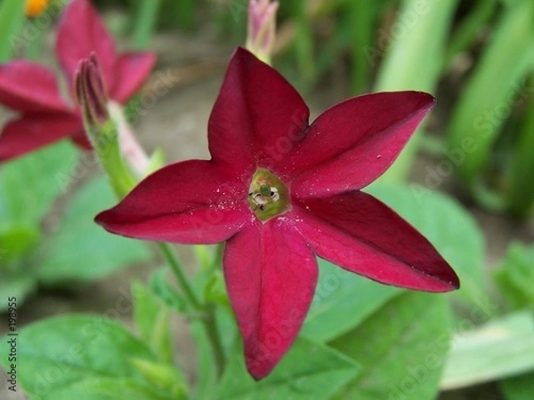Obraz nicotiana