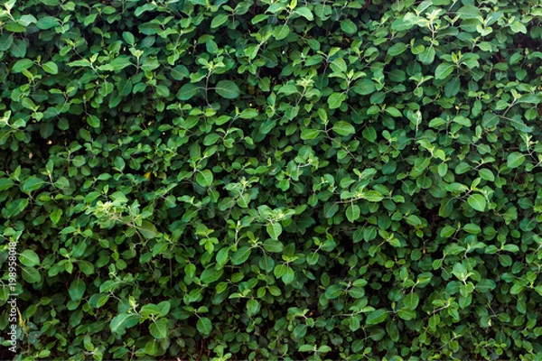 Fototapeta Green leaf texture. Leaf texture background on sunny day