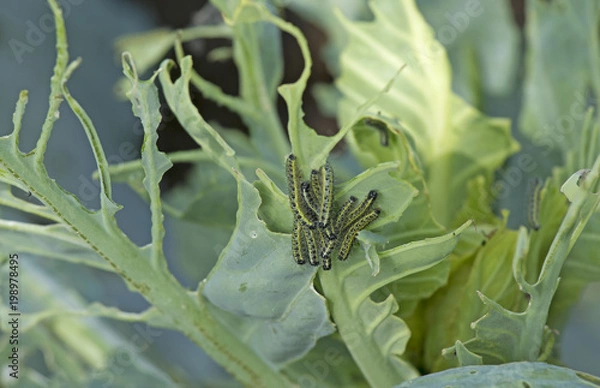 Fototapeta caterpillars at work