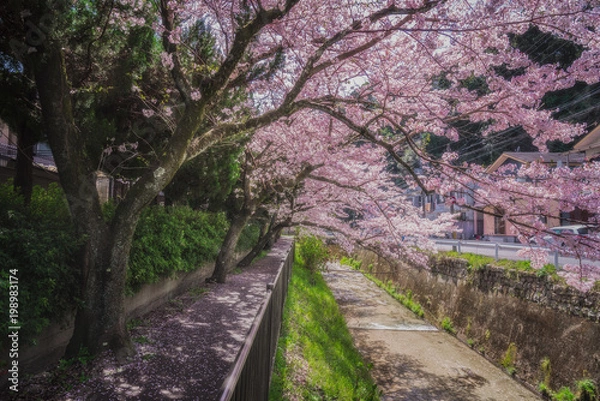 Fototapeta 京都 - 桜