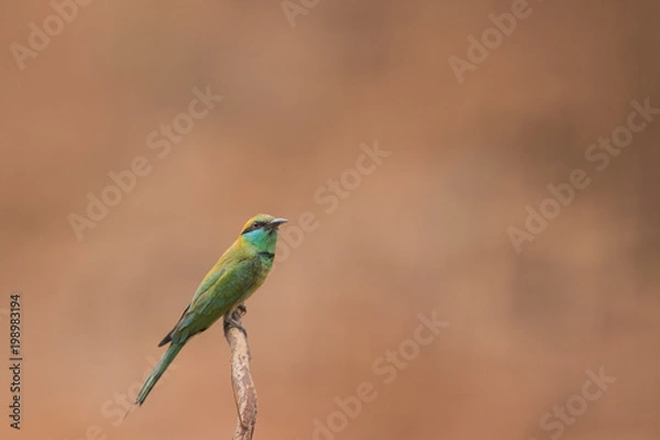 Fototapeta Little bee-eater