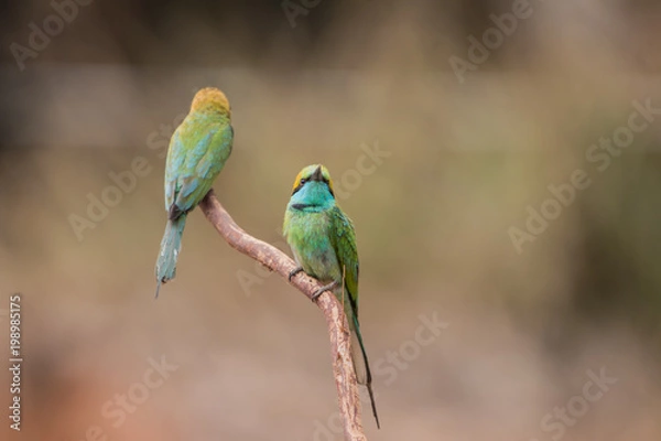 Fototapeta Little bee-eater