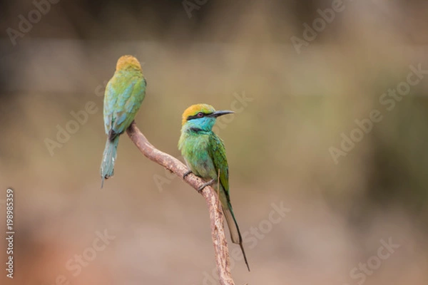 Fototapeta Little bee-eater