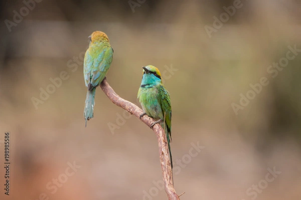 Fototapeta Little bee-eater
