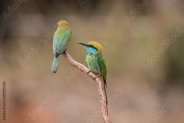 Fototapeta Little bee-eater