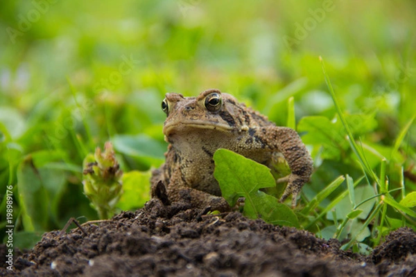 Obraz American Toad