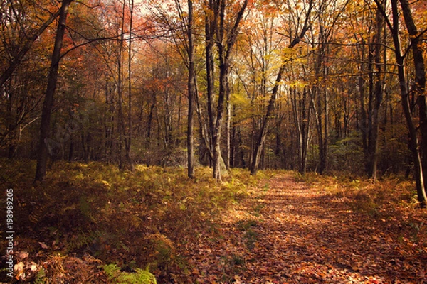 Obraz The Forgotten Path