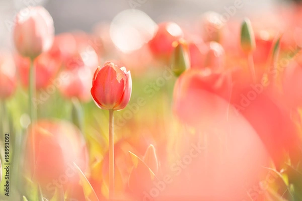 Obraz オレンジのチューリップ