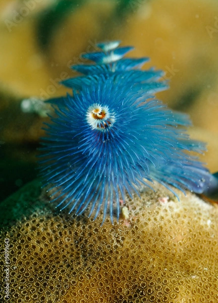 Obraz Spirobranchus giganteus,pirobranchChristmas tree worm