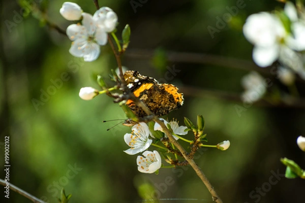Obraz Butterfly. Spring flowers