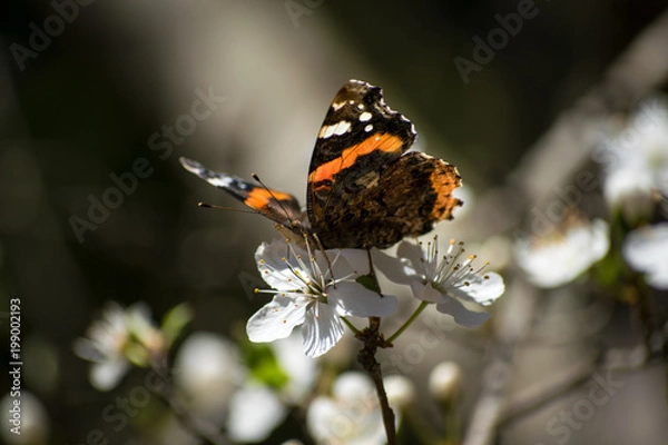 Obraz Butterfly. Spring flowers