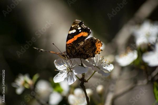 Obraz Butterfly. Spring flowers