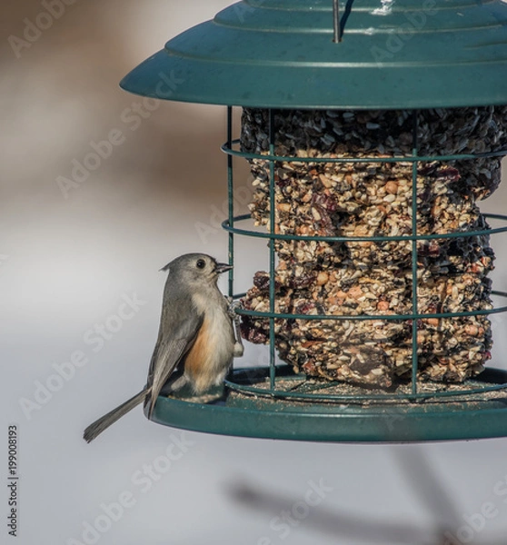 Fototapeta Tufted Titmouse